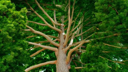 Professional tree care services including removal trimming pruning and maintenanc. Concept Tree Removal, Tree Trimming, Tree Pruning, Tree Maintenance, Professional Tree Care Services