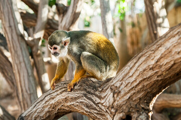 Squirrel monkey on a tree in a zoo