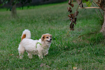 Small White and Tan Dog Enjoying Outdoor Play in a Green Park at Dusk