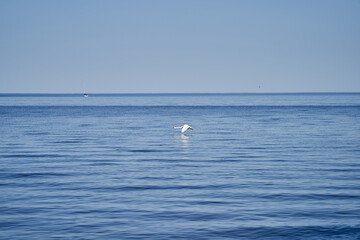 Swan landing on the lake landscape image