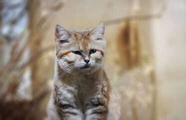 Portrait of little sand cat Felis margarita.