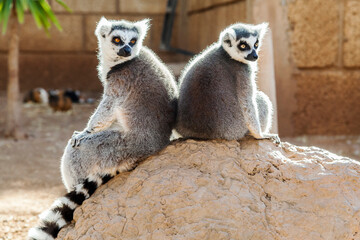Naklejka premium Ring-tailed lemurs at the zoo