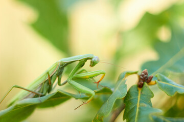 A female European mantis sits on green oak leaves. Mantis Religious. Green mantis, selective focus.
