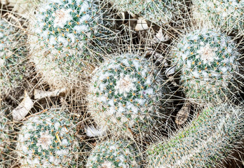 Cactus, view from above, close up