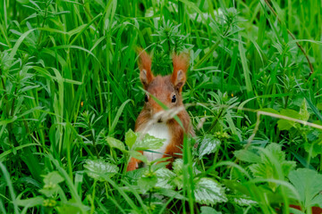 squirrel  hiding in the grass
