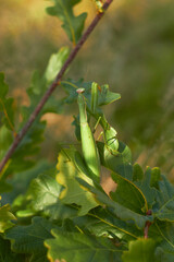 A female European mantis sits on green oak leaves. Mantis Religious. Green mantis, selective focus.
