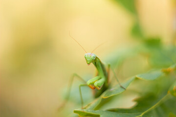 A female European mantis sits on green oak leaves. Mantis Religious. Green mantis, selective focus.
