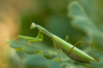 A female European mantis sits on green oak leaves. Mantis Religious. Green mantis, selective focus.
