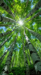 birch trees adorned with lush green leaves, their slender trunks reaching towards a summer blue sky, allowing rays of sunlight to filter through the foliage.