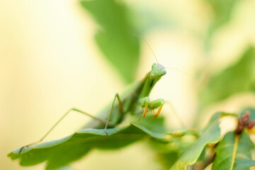 A female European mantis sits on green oak leaves. Mantis Religious. Green mantis, selective focus.
