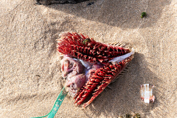 déchets de poisson sur une plage de la ville de Dakar au Sénégal en Afrique occidentale