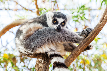 Ring-tailed Lemur, sitting on a branch in a zoo