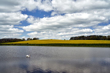 swan floating on the lake and rural landscape with forest and blooming rapeseed in spring