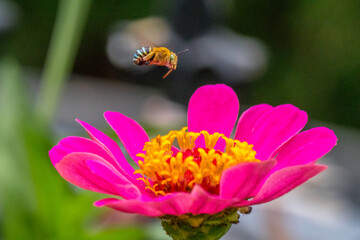 A honey bee (also spelled honeybee) is a eusocial flying insect within the genus Apis of the bee clade