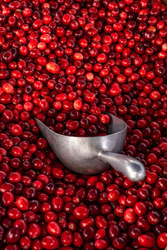 fresh cranberries at the farmer's market