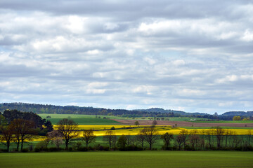 Rural landscape with blooming yellow rapeseed during spring