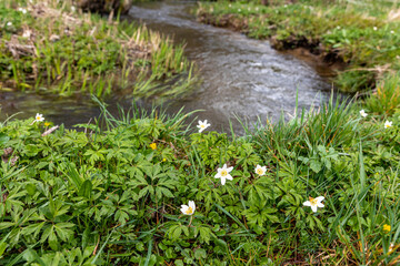 Selke Selketal Harz natürlicher Bachlauf