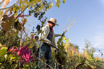 Amaranth in the field