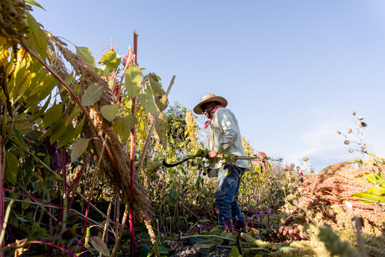 Amaranth in the field