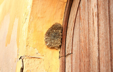 Empty Wasp Nest in a Doorway in Verona, Italy
