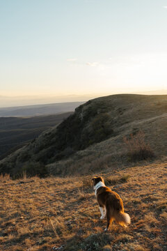 border collie dog standing on hilly valley in nature