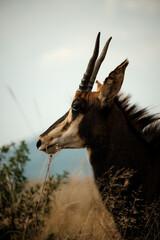 Sable Antelope - RSA #2