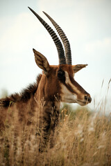 Sable Antelope - RSA