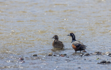 Pair of Harlequin Ducks in Yellowstone National Park in Springtime