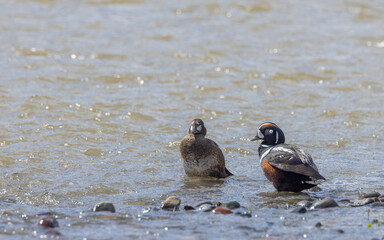 Pair of Harlequin Ducks in Yellowstone National Park in Springtime