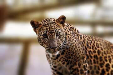 Beautiful portrait of Panthera pardus kotiya looking to the right.	
