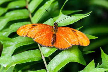 The orange butterfly, on a green leaf