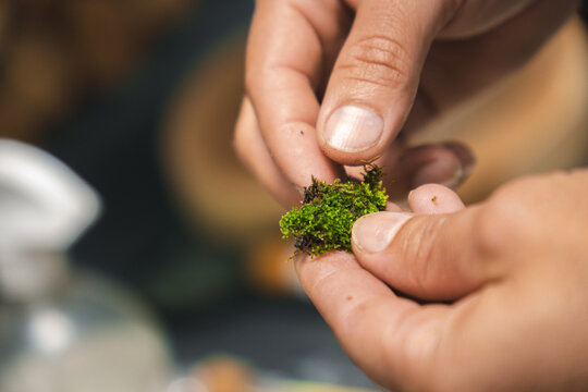 Hands holding moss