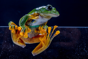 Naklejka premium Wallace's flying frog or the Abah River flying frog is a moss frog found at least from the Malay Peninsula into western Indonesia