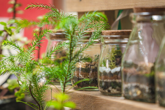Terrariums