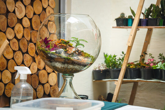 Terrarium