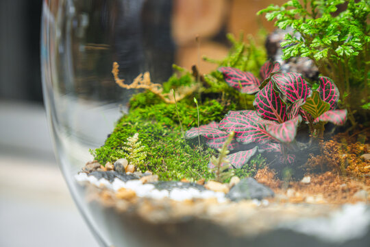 Terrarium