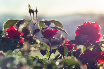 Red roses blooming in a garden in Tuscany with drops of morning dew in the light of the rising sun