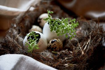 Ecology. Greens sprouted in an egg shell. A nest as a symbol of new life - 777669707