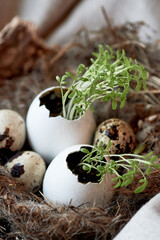 Ecology. Greens sprouted in an egg shell. A nest as a symbol of new life - 777669972