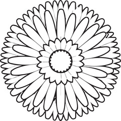 Daisy flower coloring pages. Daisy outline vector for coloring book