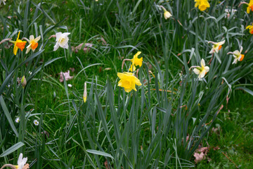 Beautiful yellow spring Daffodil flowers in the field in the sun's rays close up nature background