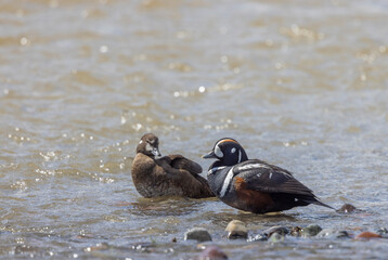 Pair of Harlequin Ducks in Yellowstone National Park in Springtime