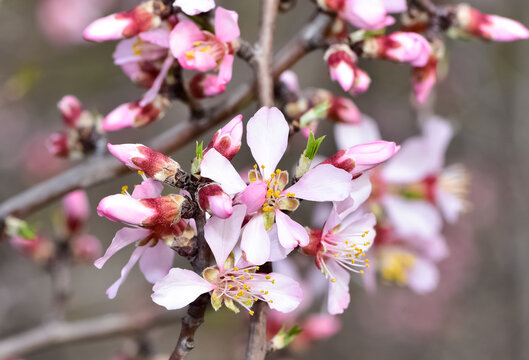 photos of flowering apricot tree and apricot flowers