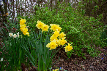 Fototapeta premium Beautiful yellow spring Daffodil flowers in the field in the sun's rays close up nature background
