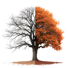 Large tree with yellow leaves isolated on a white or transparent background. Half tree with yellow leaves, half tree without leaves, winter or autumn. The concept of changing seasons.