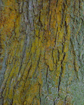 rusty linden bark