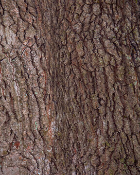 tree bark slate