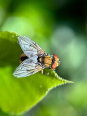 fly on a flower