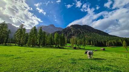 Cows grazing on alpine meadow with scenic view of majestic mountain peaks of Sexten Dolomites, South Tyrol, Italy, Europe. Hiking in panoramic Fischleintal (Val Fiscalina), Italian Alps. Wanderlust - obrazy, fototapety, plakaty