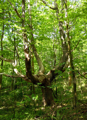 On the way from Dornbusch to Kloster on the island of Hiddensee (Germany)